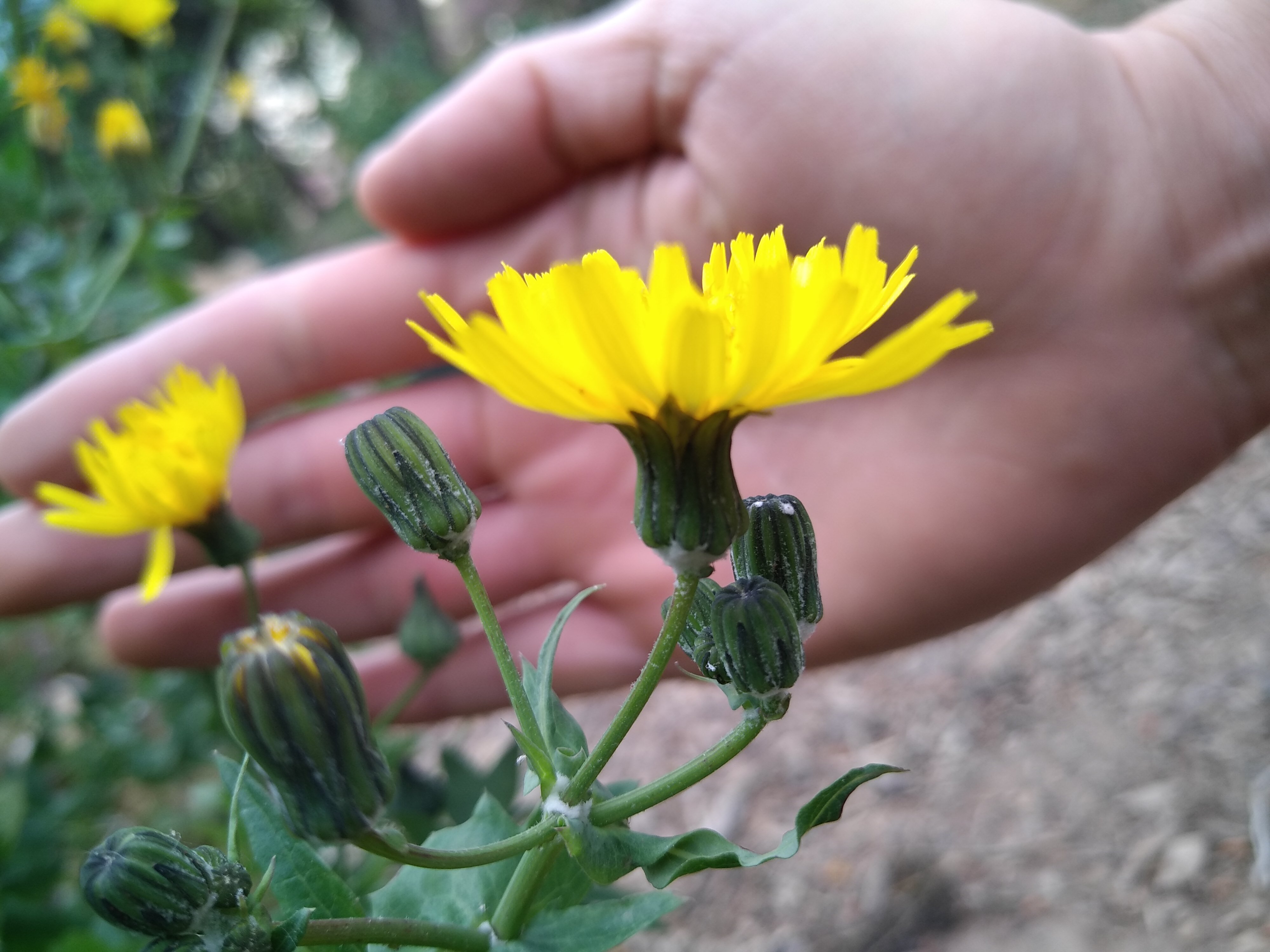 Annexe IMG_20200416_143135.jpg