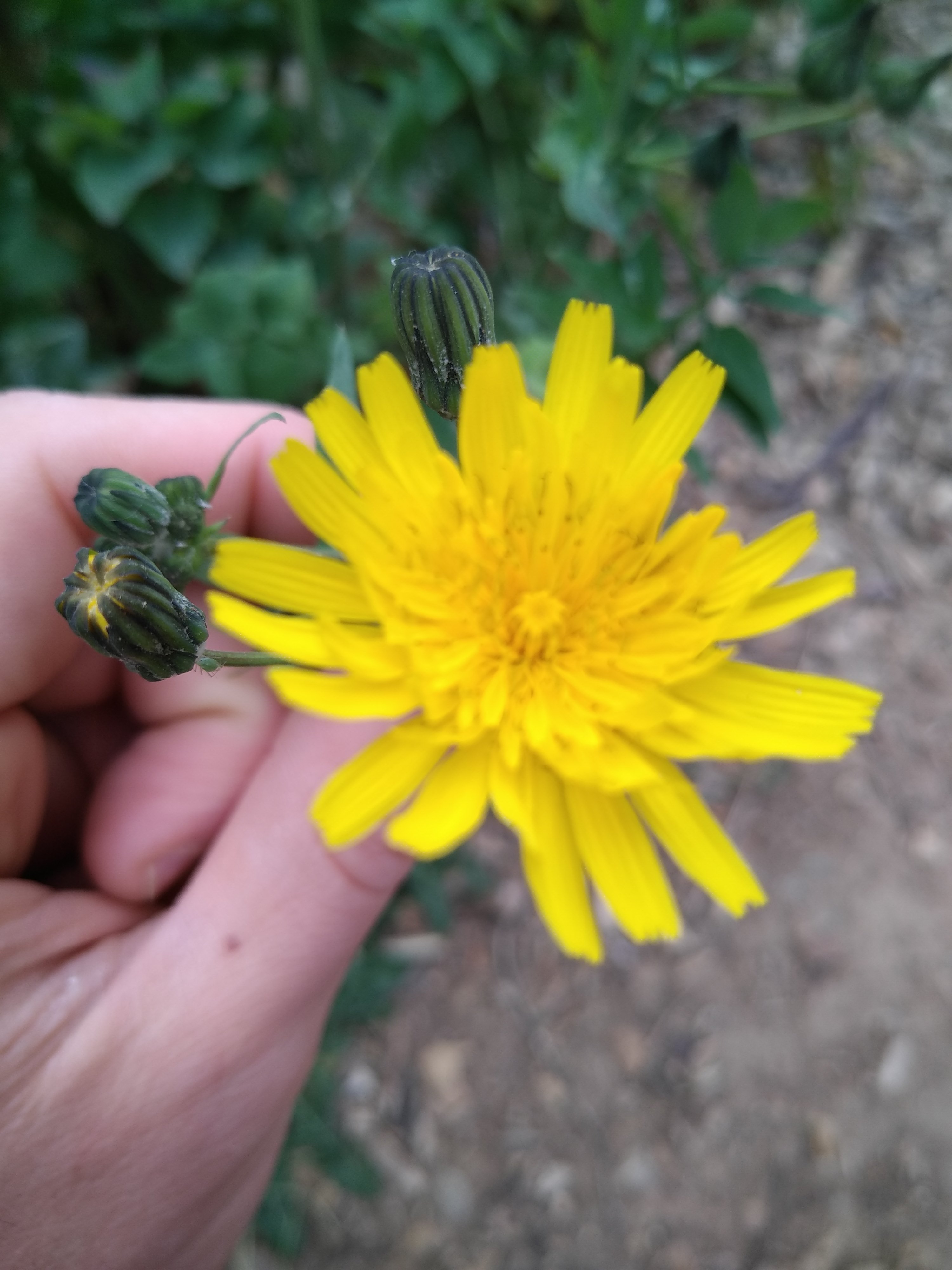 Annexe IMG_20200416_143204.jpg