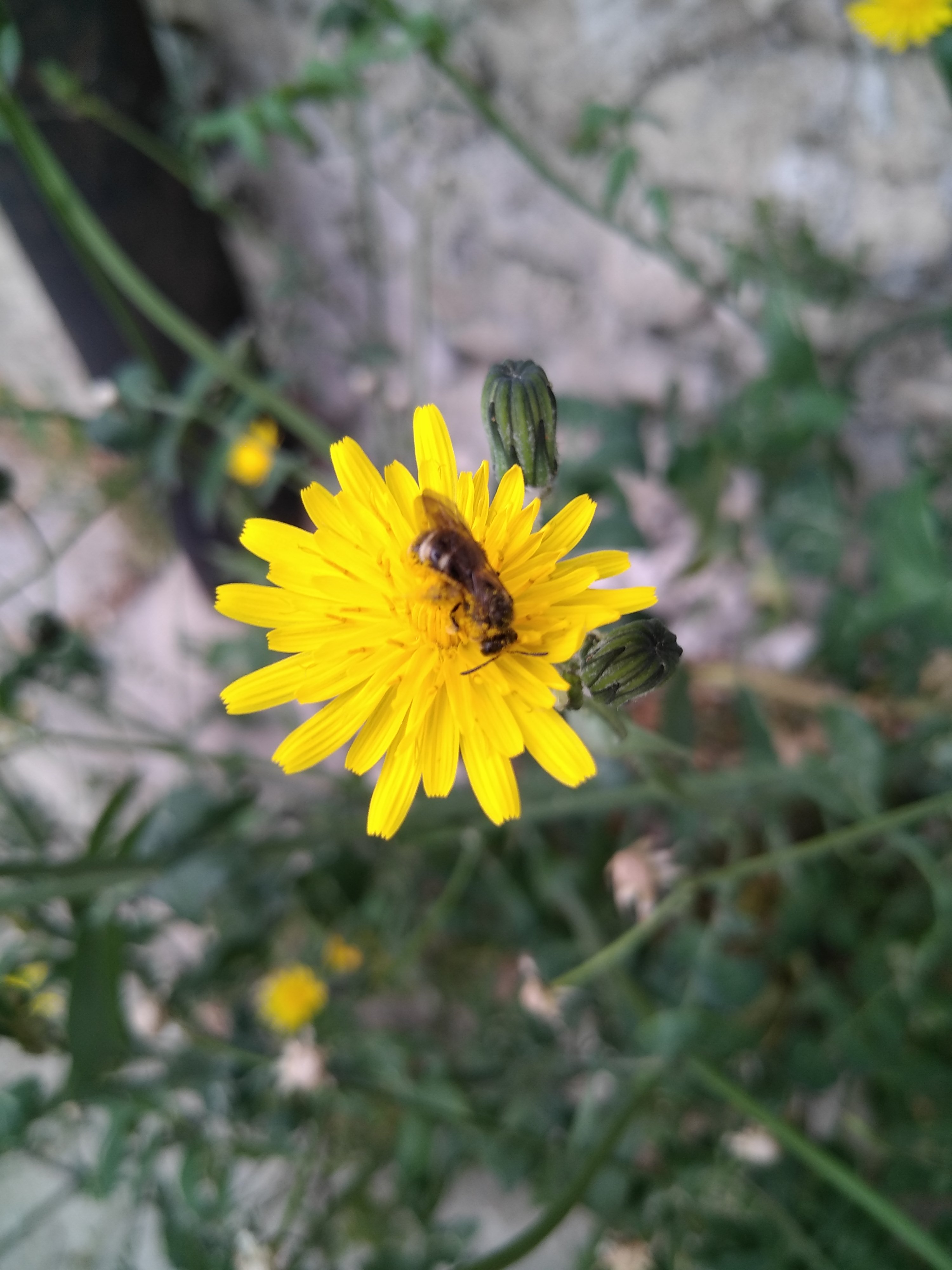 Annexe IMG_20200417_100604.jpg