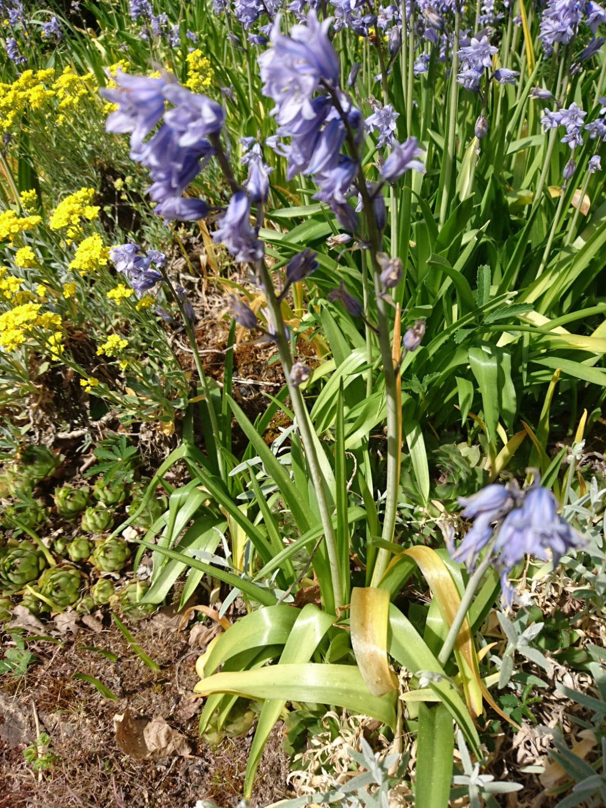 Annexe WhatsApp Image 2020-04-17 at 15.23.38.jpeg