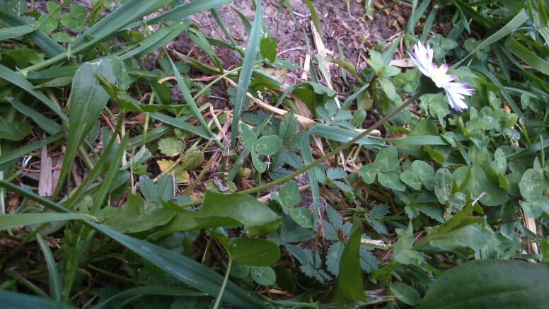 Annexe Profil paquerette.jpg