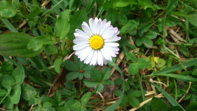 Annexe fleur de paquerette.jpg