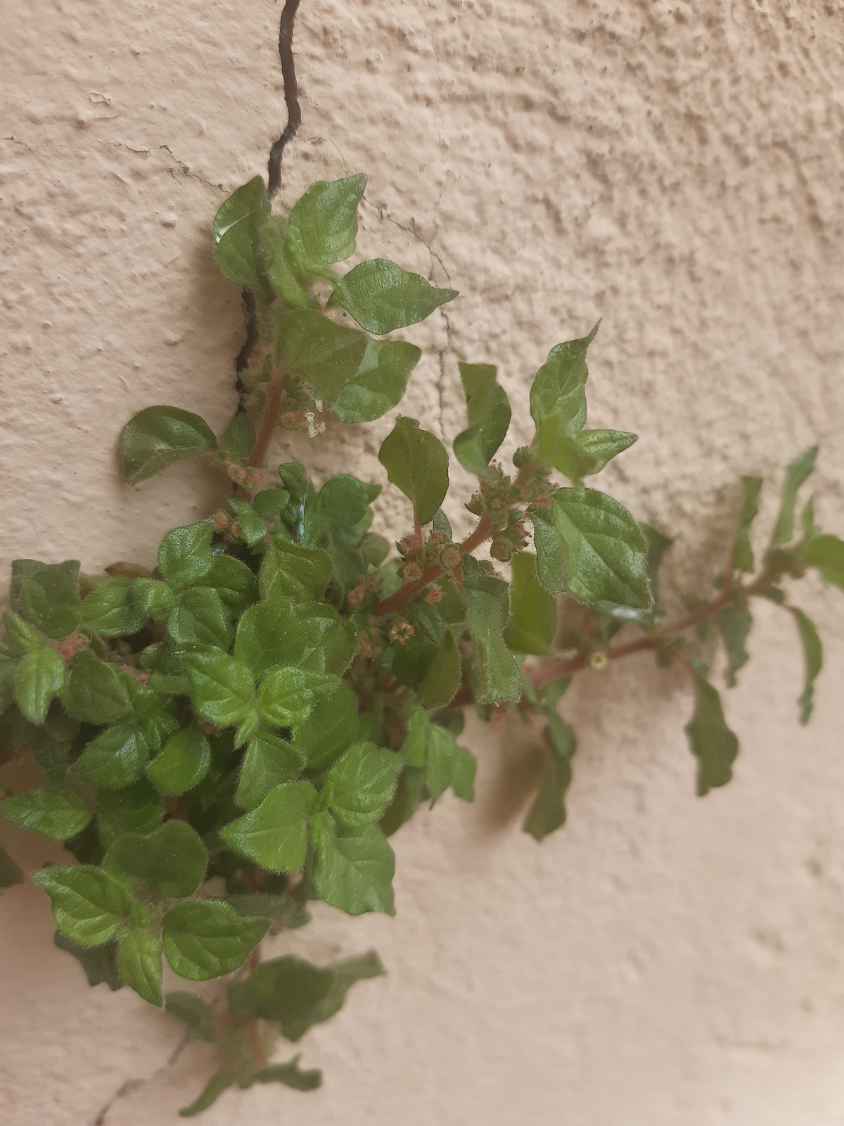 Annexe pariètaire.jpg