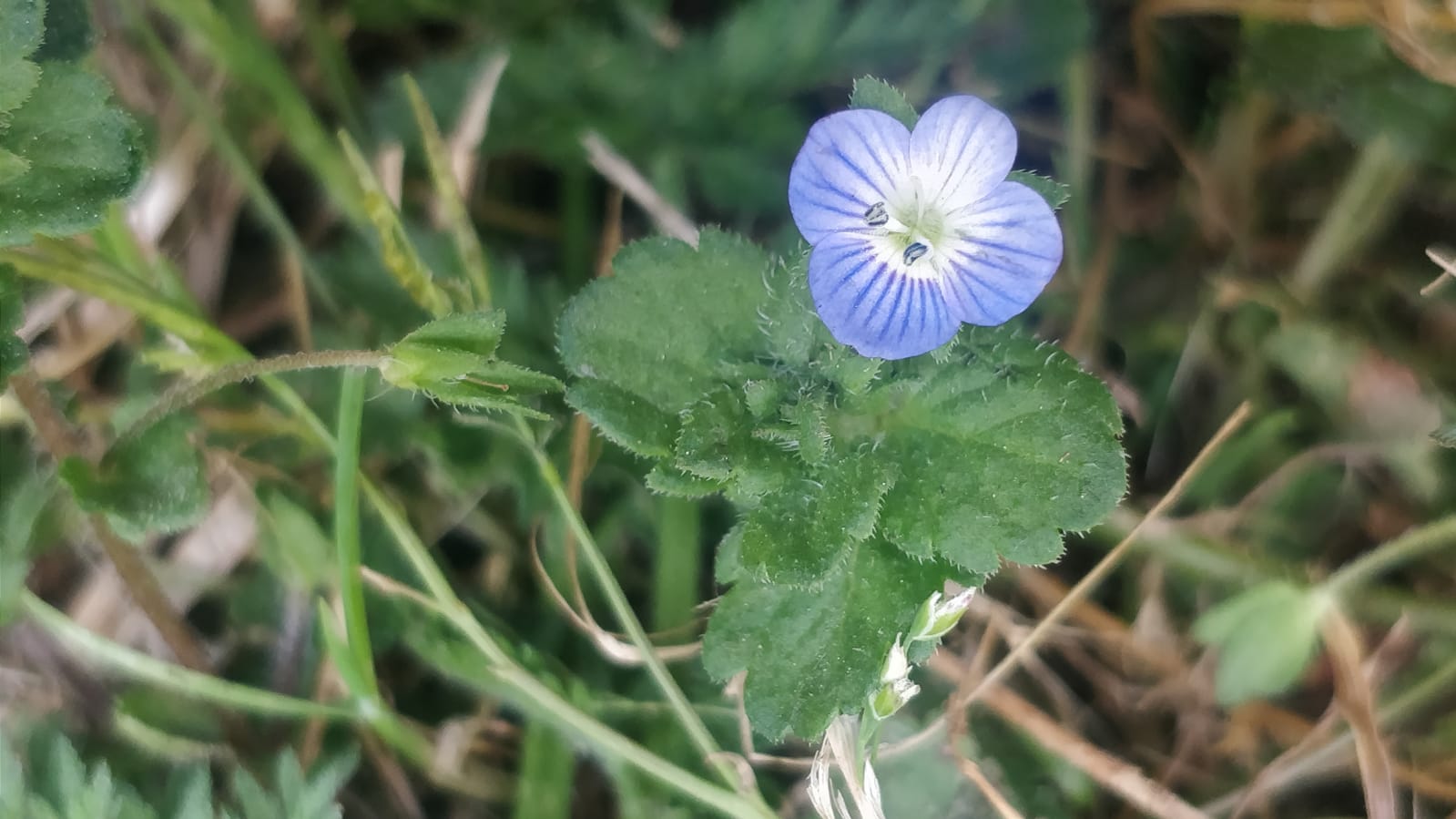 Annexe Veronica 1.jpg