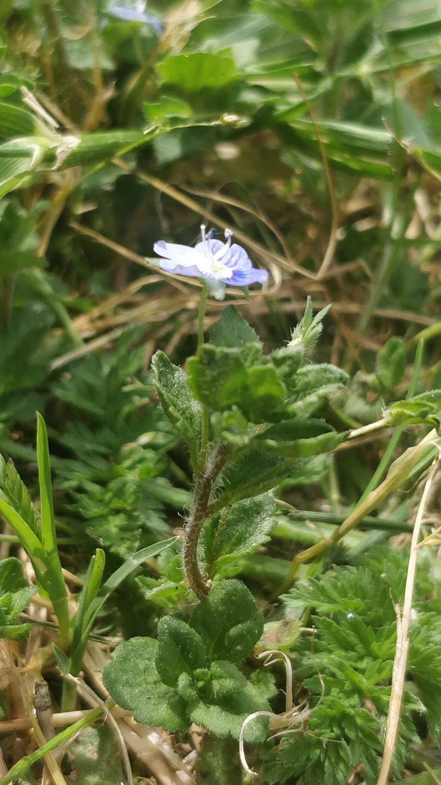 Annexe Veronica 2.jpg