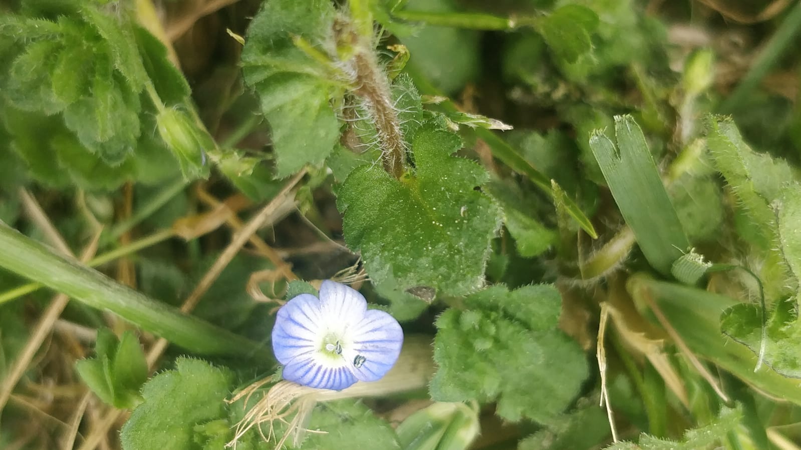 Annexe Veronica 3.jpg