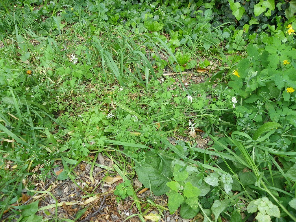 Annexe Fumaria capreolata  port.JPG