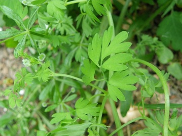 Annexe Fumaria capreolata feuilles.JPG