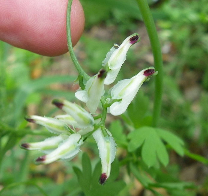 Annexe Fumaria capreolata fleurs.JPG