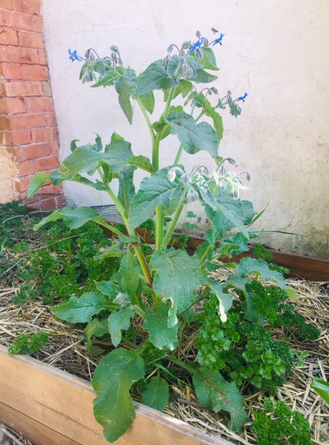 Annexe Bourrache pied.jpg