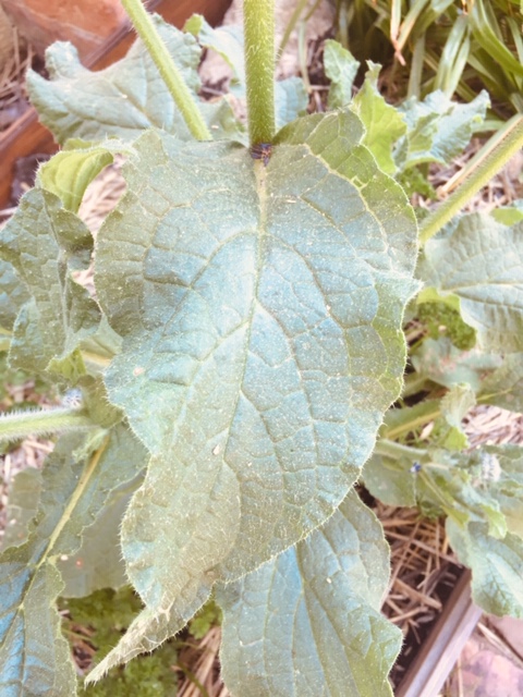 Annexe Feuille caulinaire.jpg