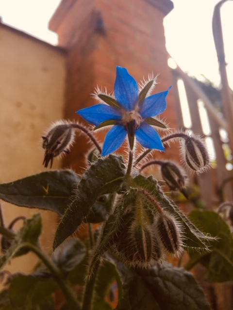 Annexe Fleur de bourrache.jpg