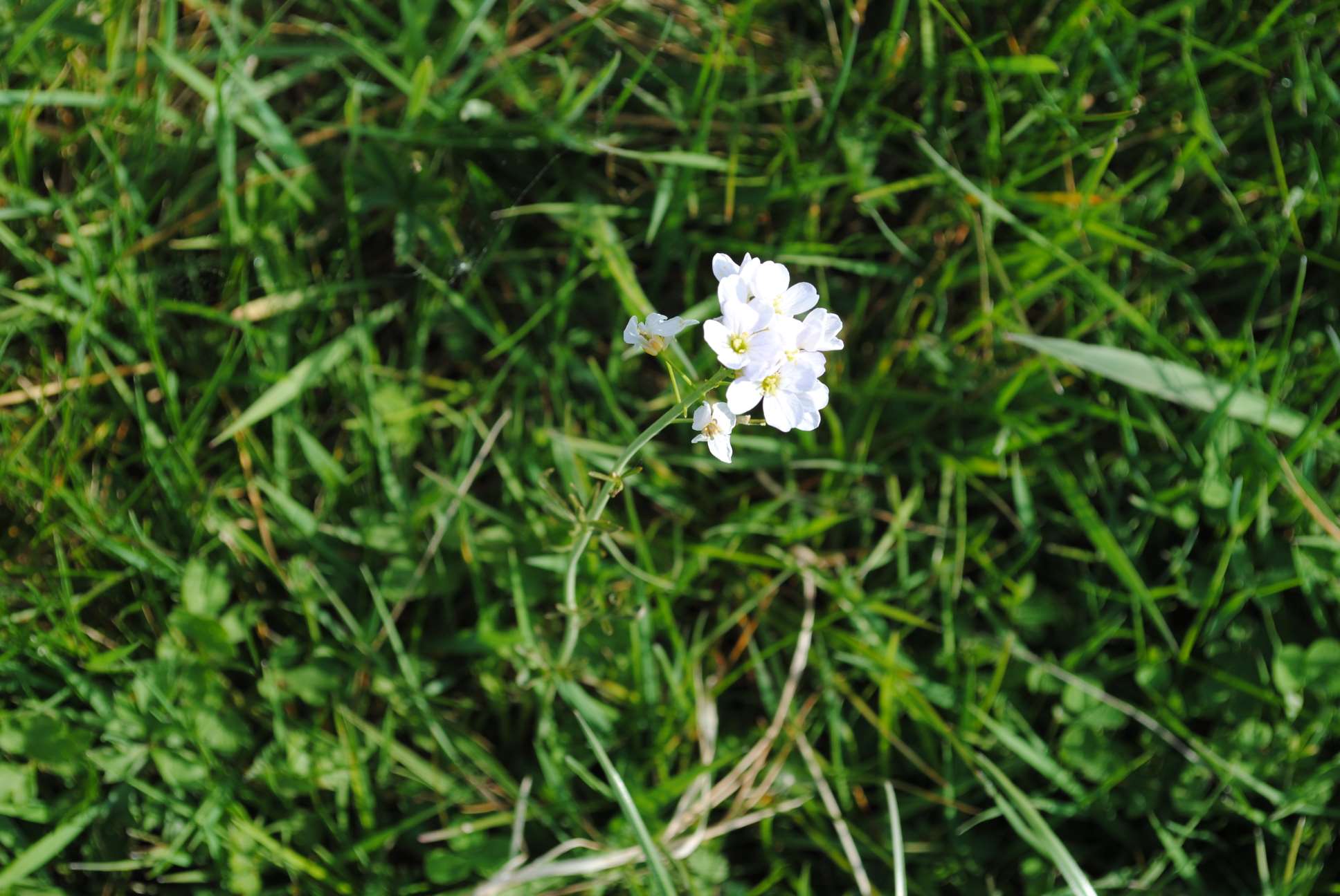 Annexe Cardamine 1.jpg