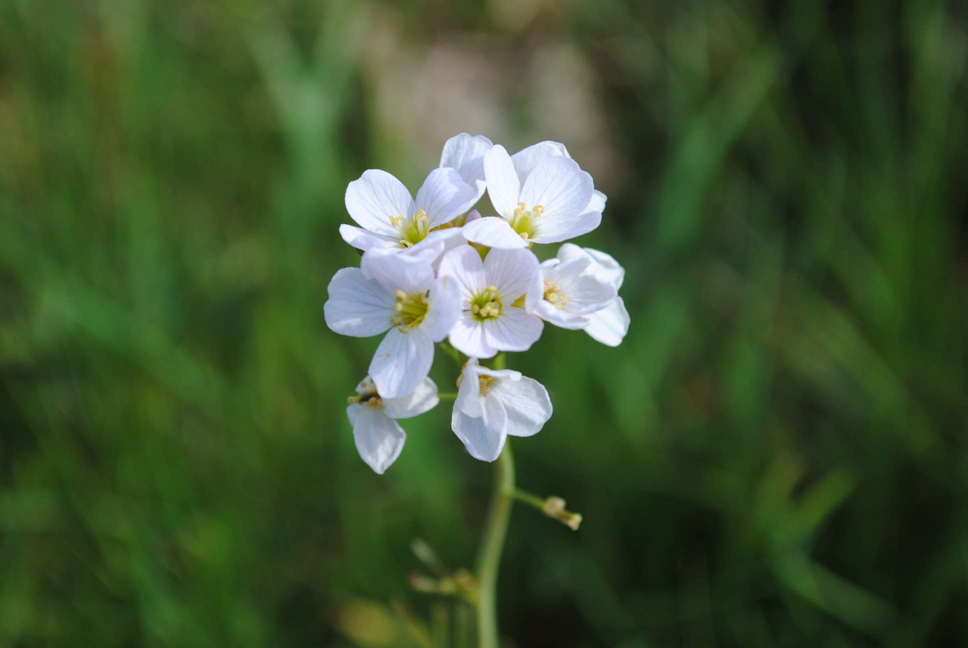 Annexe Cardamine 2.JPG