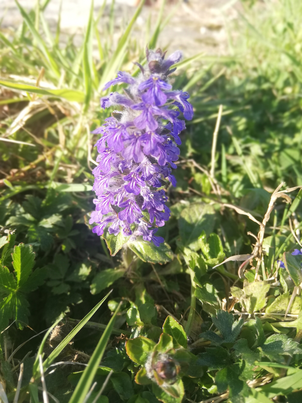 Annexe IMG_20200414_183753.jpg