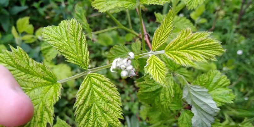Annexe framboisier - inflorescence.jpg