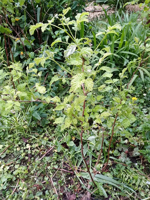 Annexe framboisier - port général.jpg