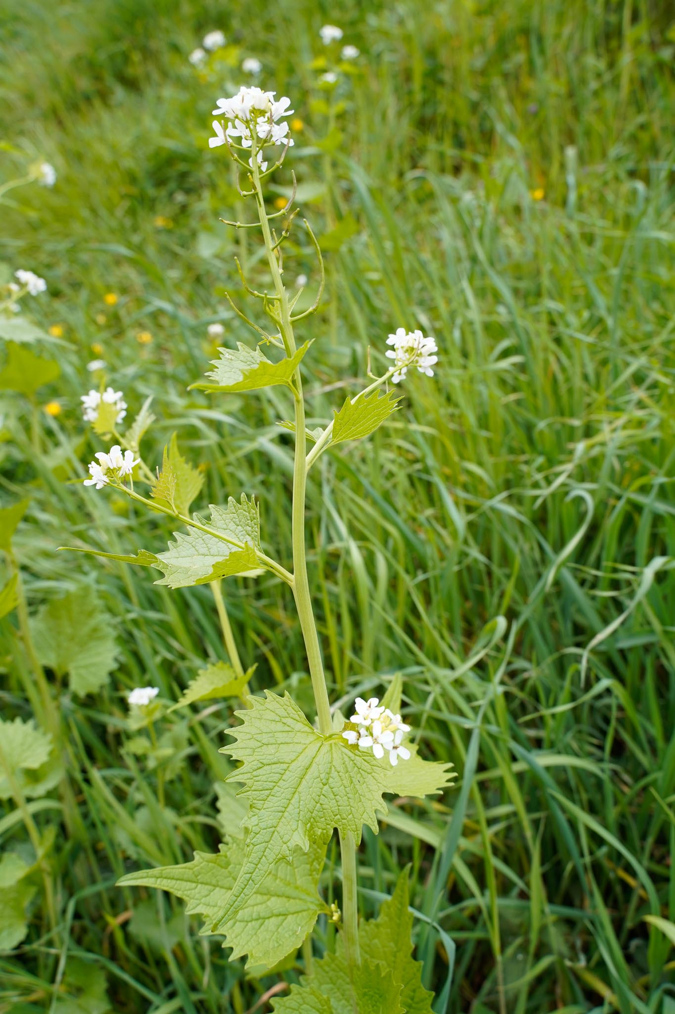 Annexe fleur_web-7.jpg