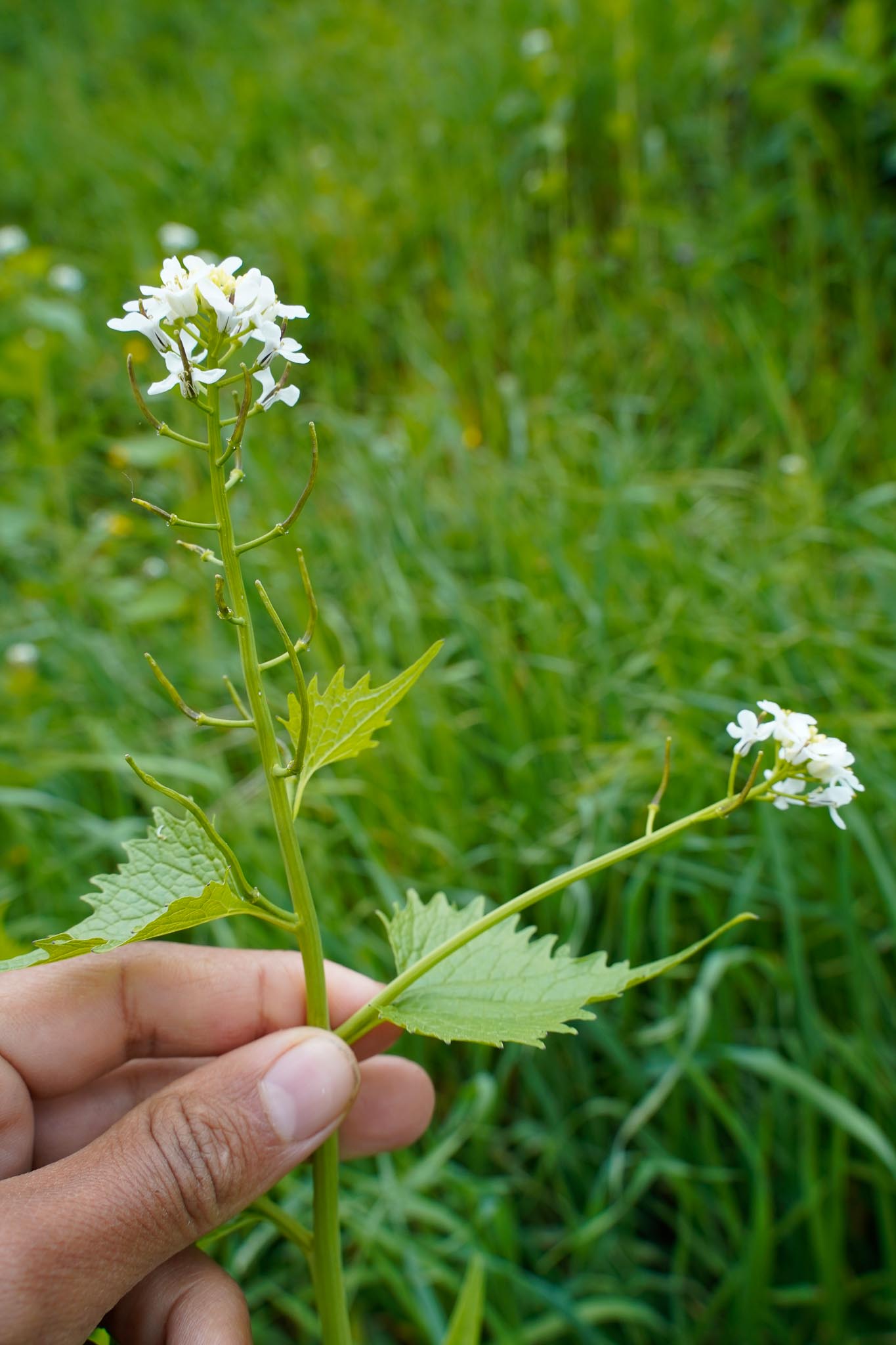 Annexe fleur_web-9.jpg