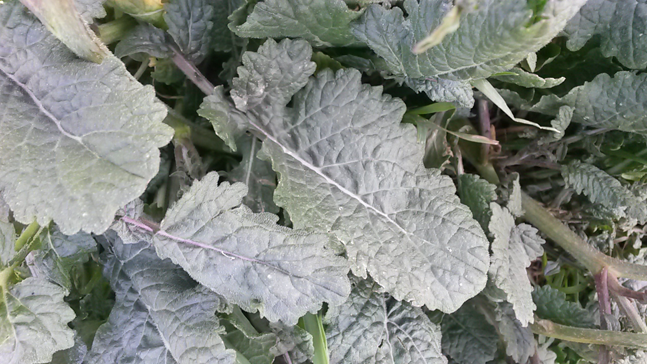 Annexe 20200409_141949.jpg