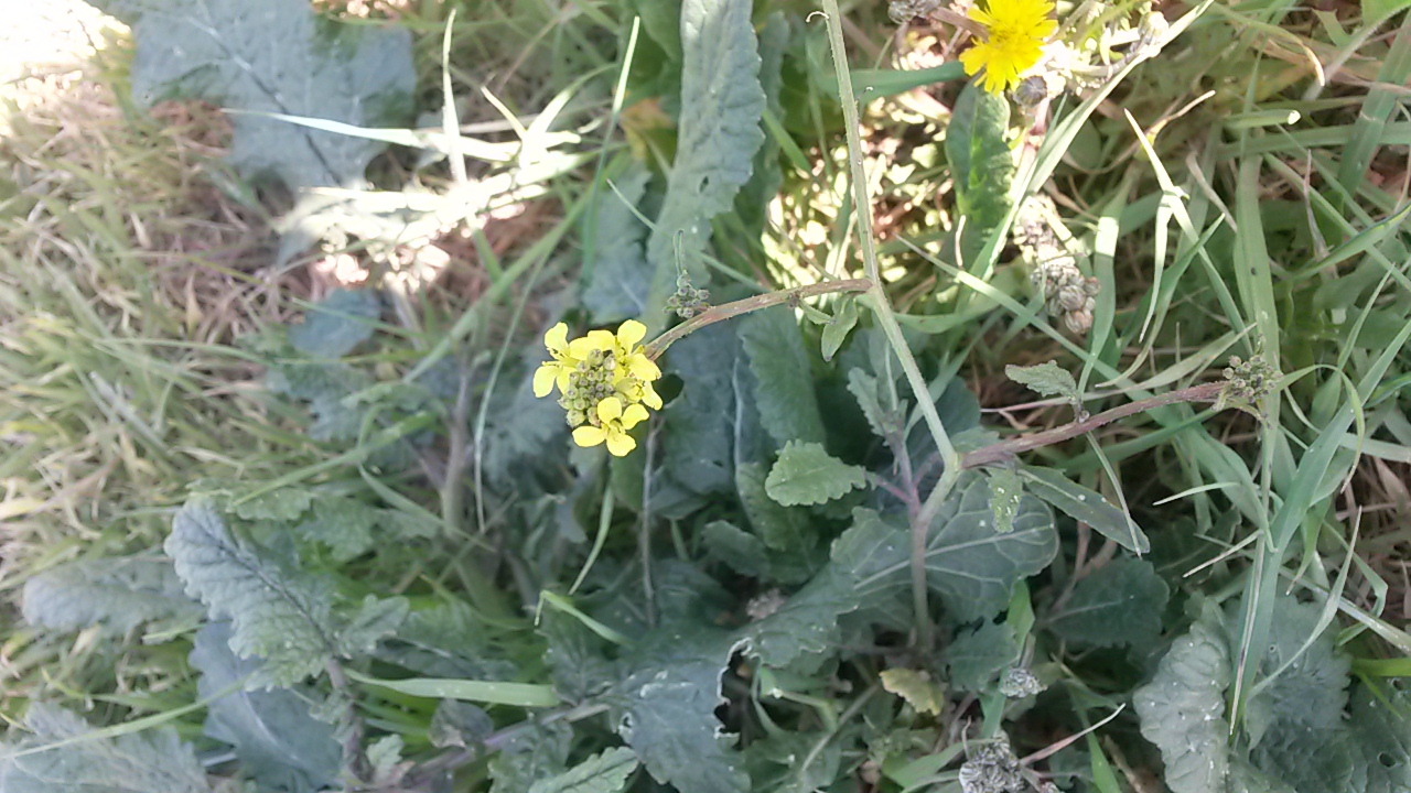 Annexe 20200409_142006.jpg