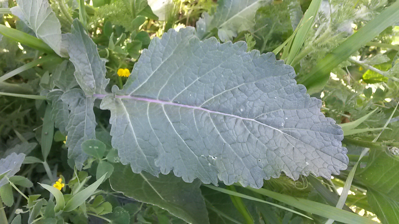 Annexe 20200409_142037.jpg