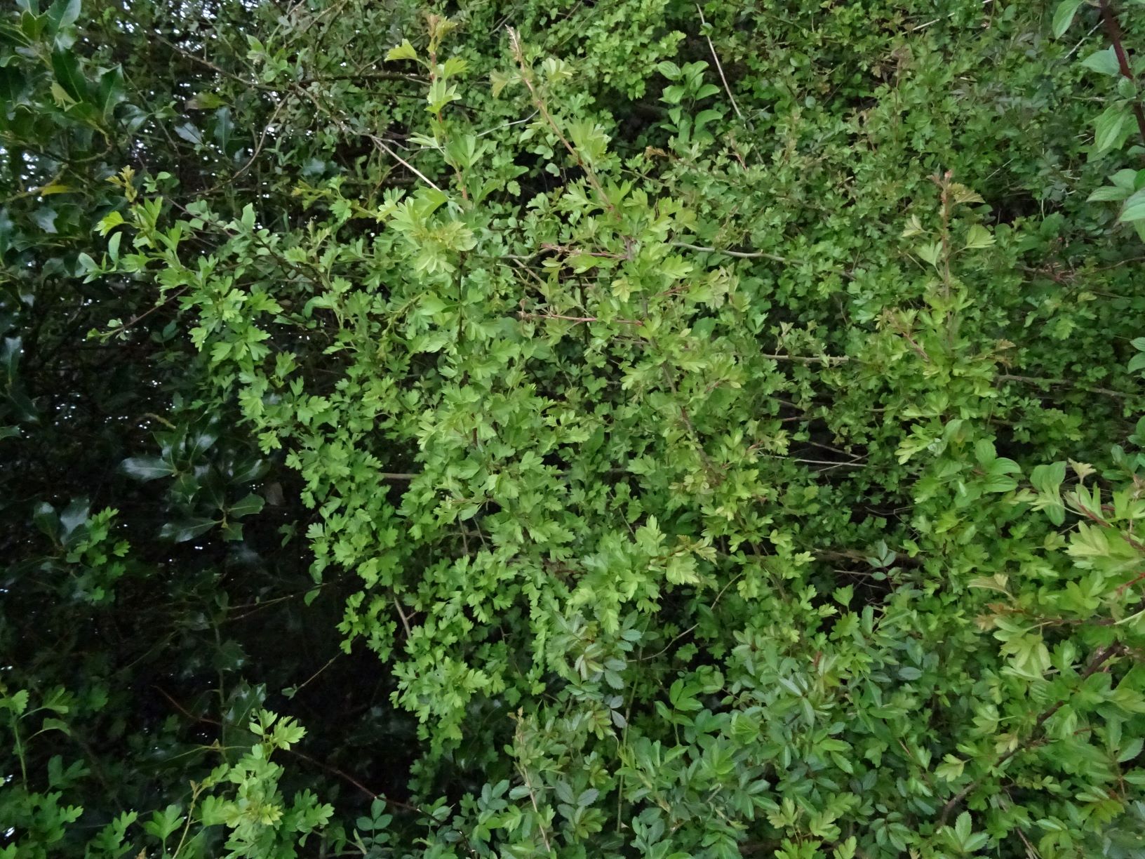 Annexe aub vue dens.JPG