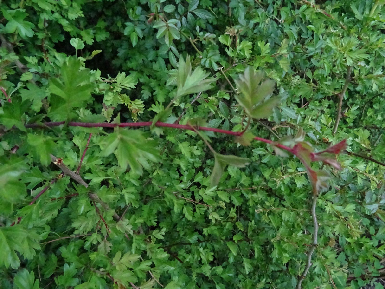 Annexe branche aubepine.JPG