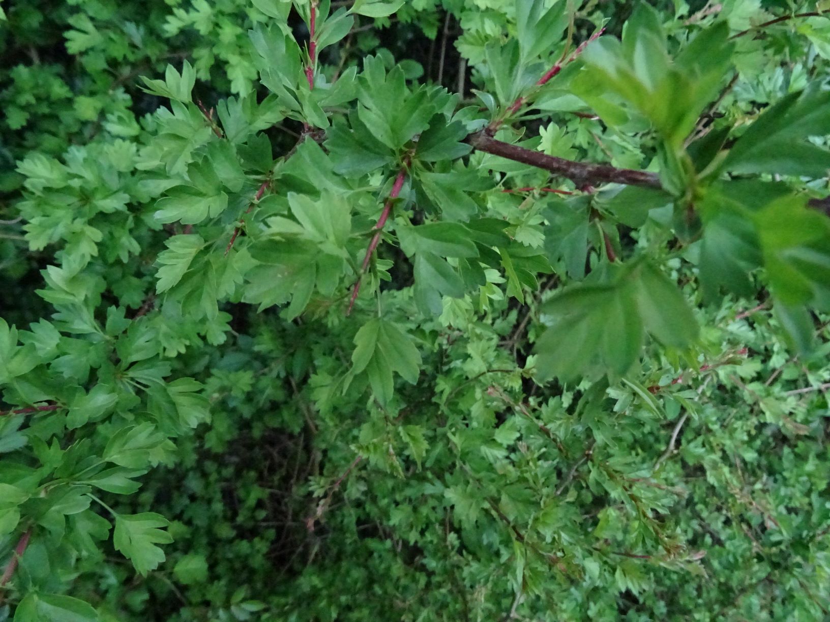 Annexe detail epine feuille.JPG