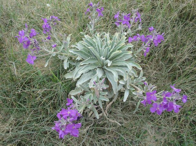 Annexe Vue densemble.png