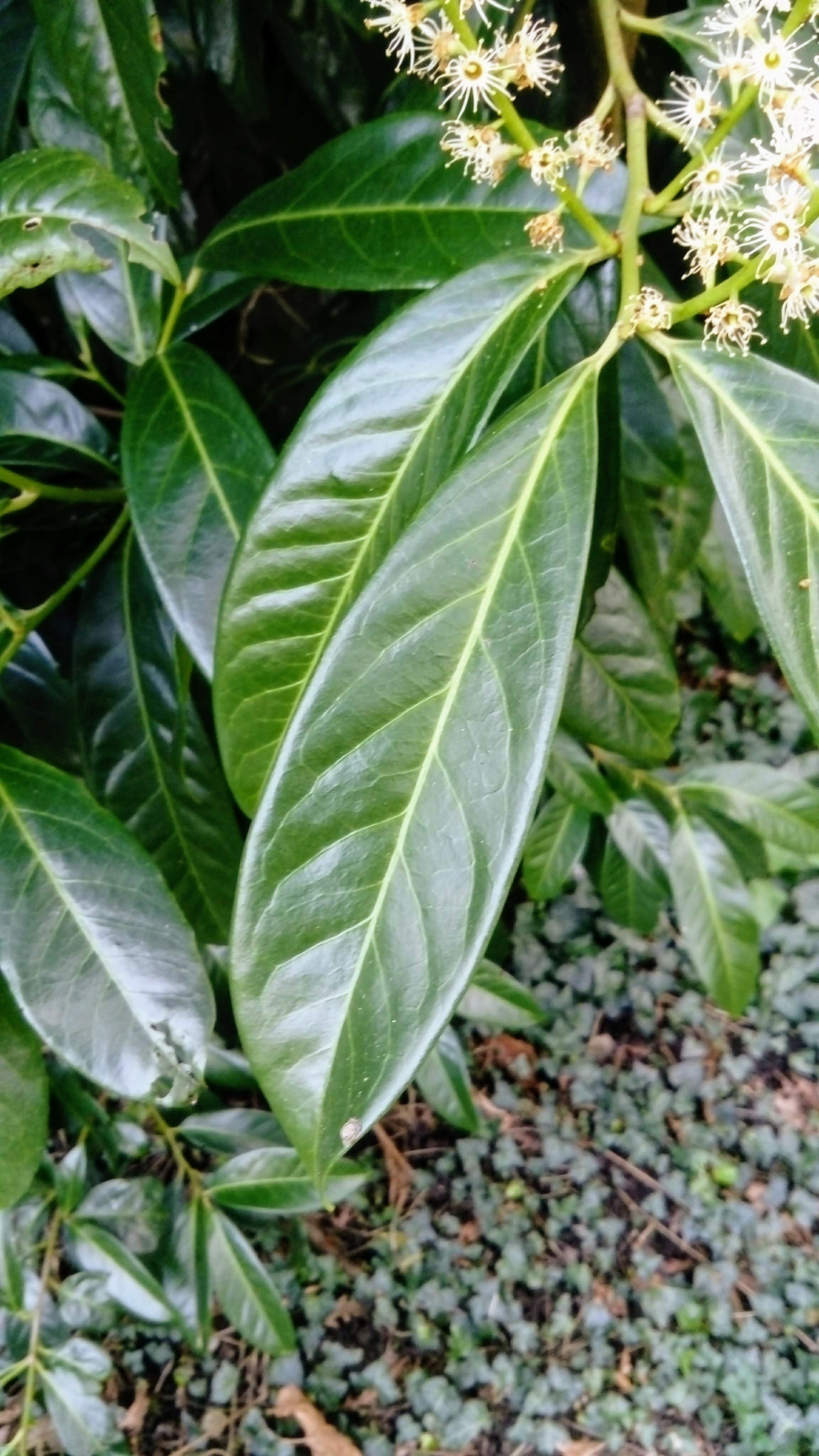 Annexe DSC_0151 (1).JPG