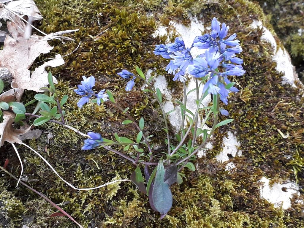 Annexe Polygala calcarea c0.jpg