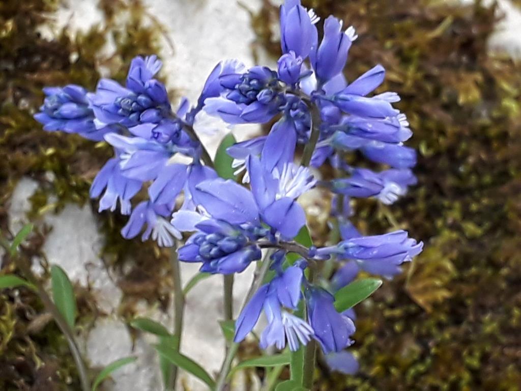 Annexe Polygala calcarea c00.jpg