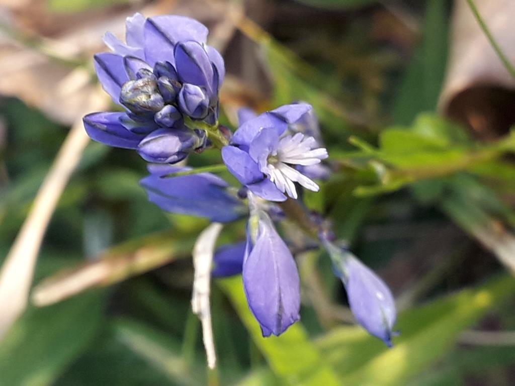 Annexe Polygala calcarea c6.jpg