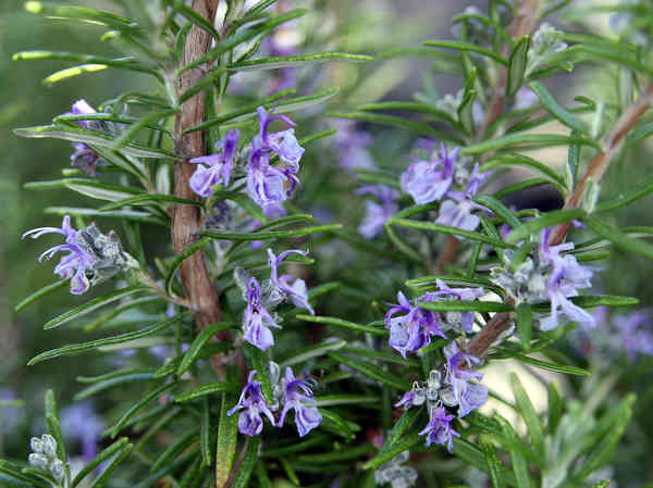 Annexe paparazzi des plantes.jpg