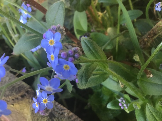 Annexe Myositis des marais3.jpg