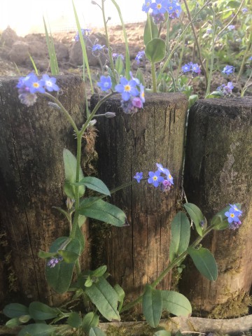 Annexe Myosotis des marais2.jpg