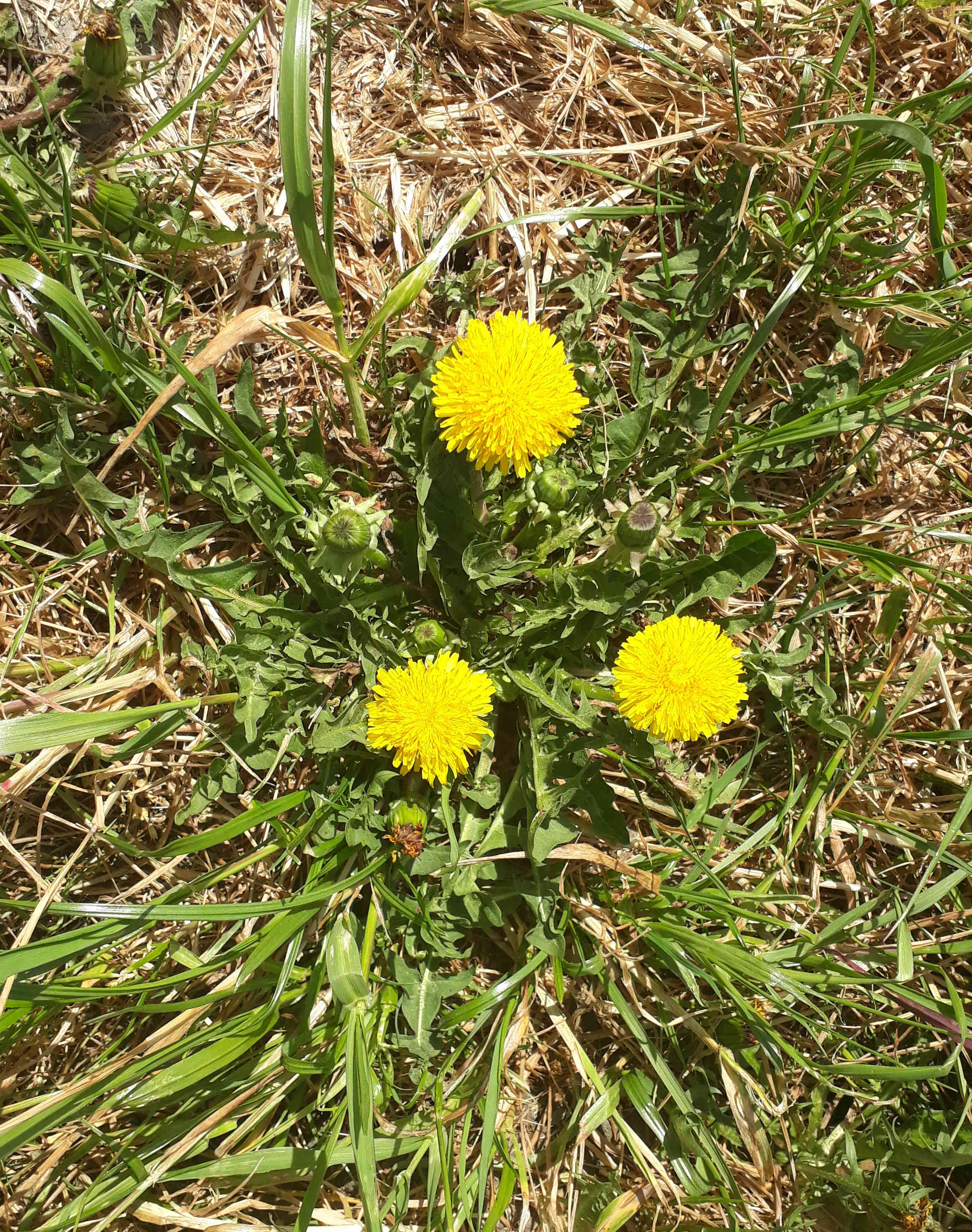 Annexe pissenlit ensemble.jpg