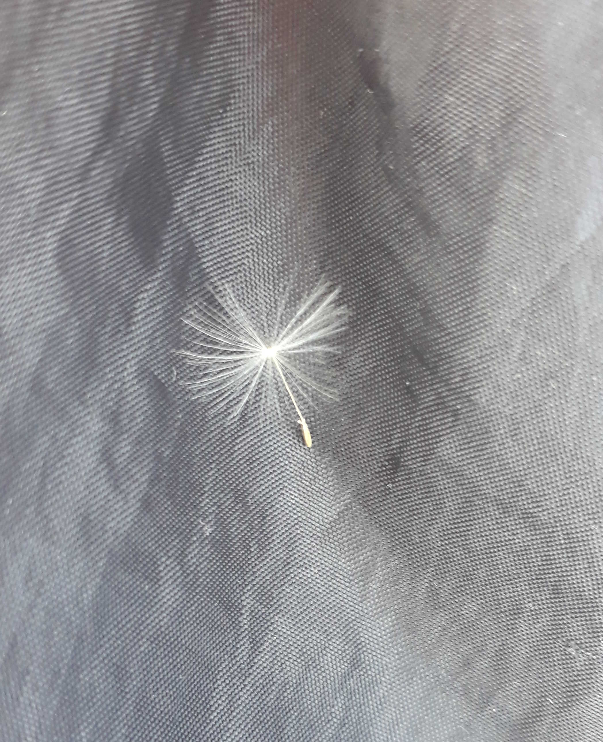 Annexe pissenlit graine.jpg