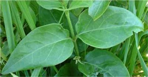 Annexe Feuille violette des sorciers.jpg