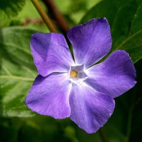 Annexe Fleur violette des sorciers.jpg