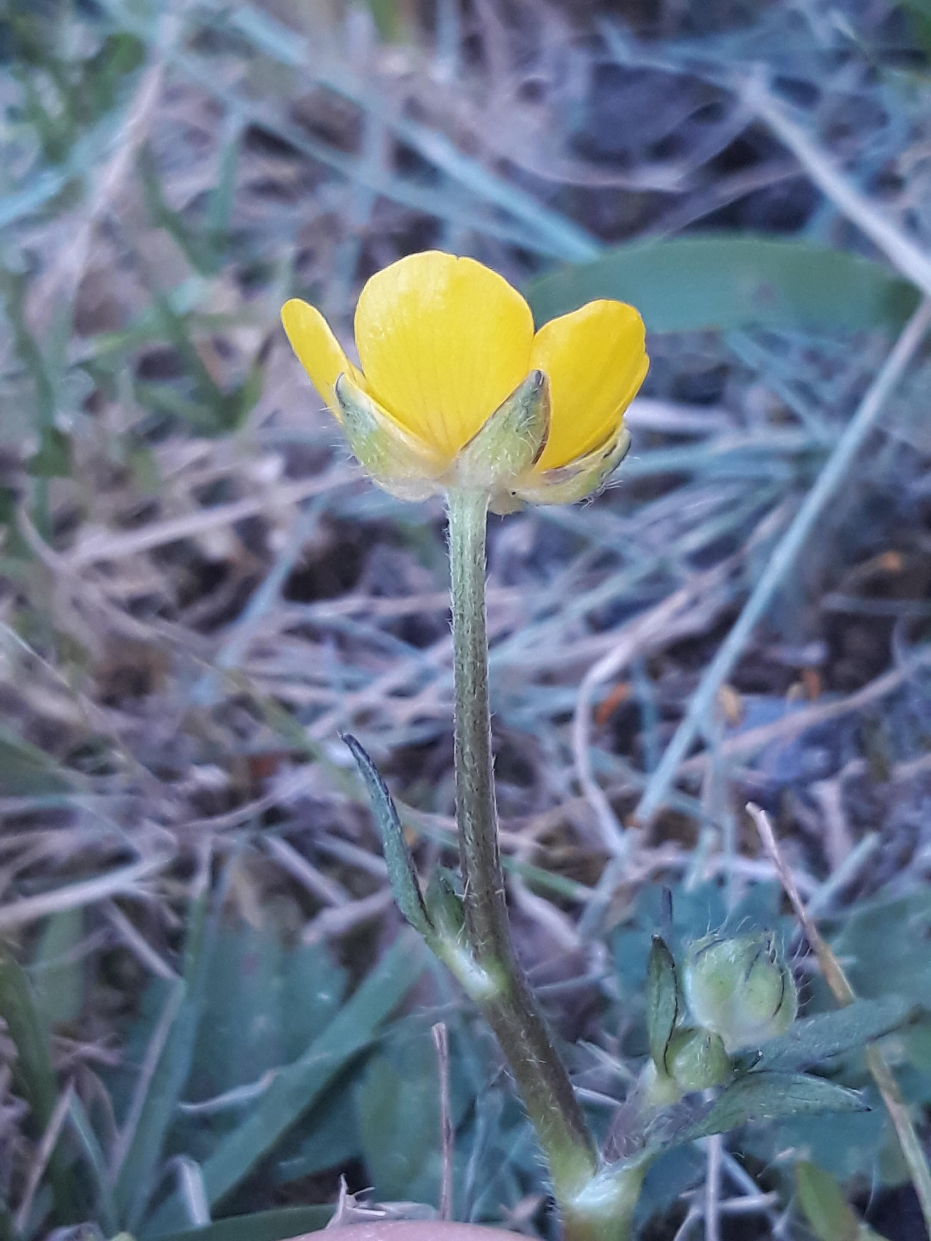 Annexe 20200417_190945.jpg