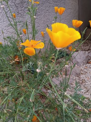 Annexe IMG_Detail.jpg