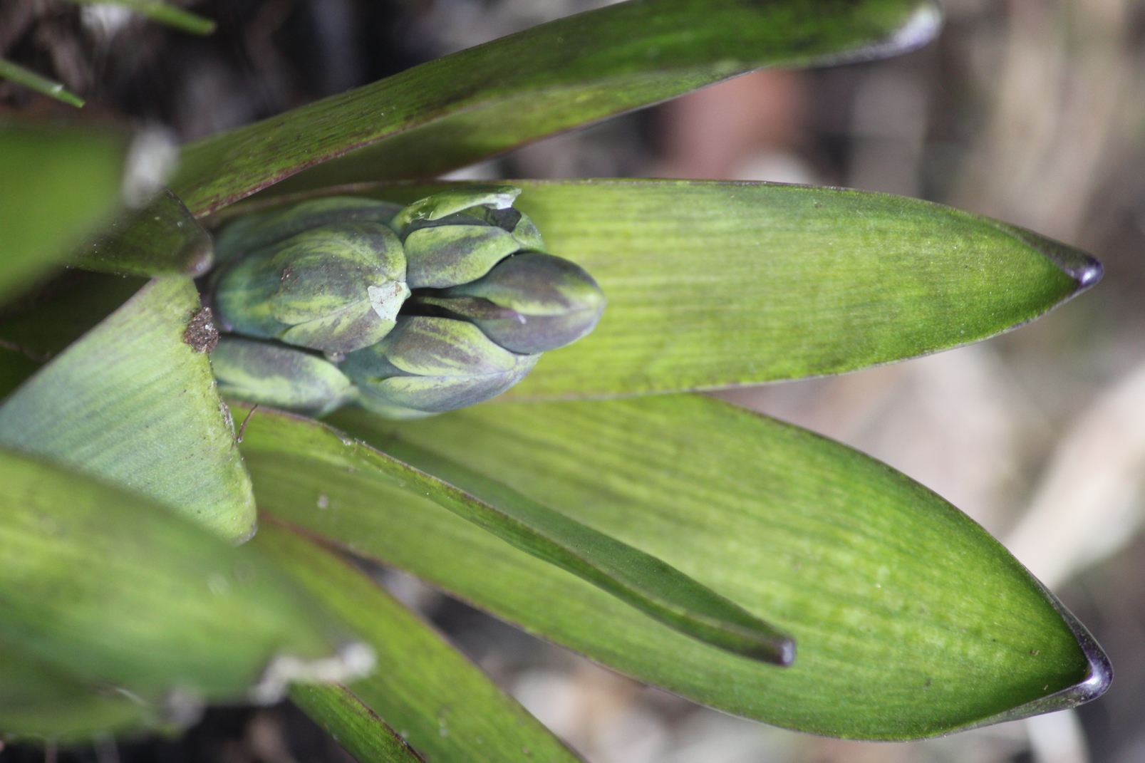 Annexe bouton-et-feuilles-ConvertImage.jpg