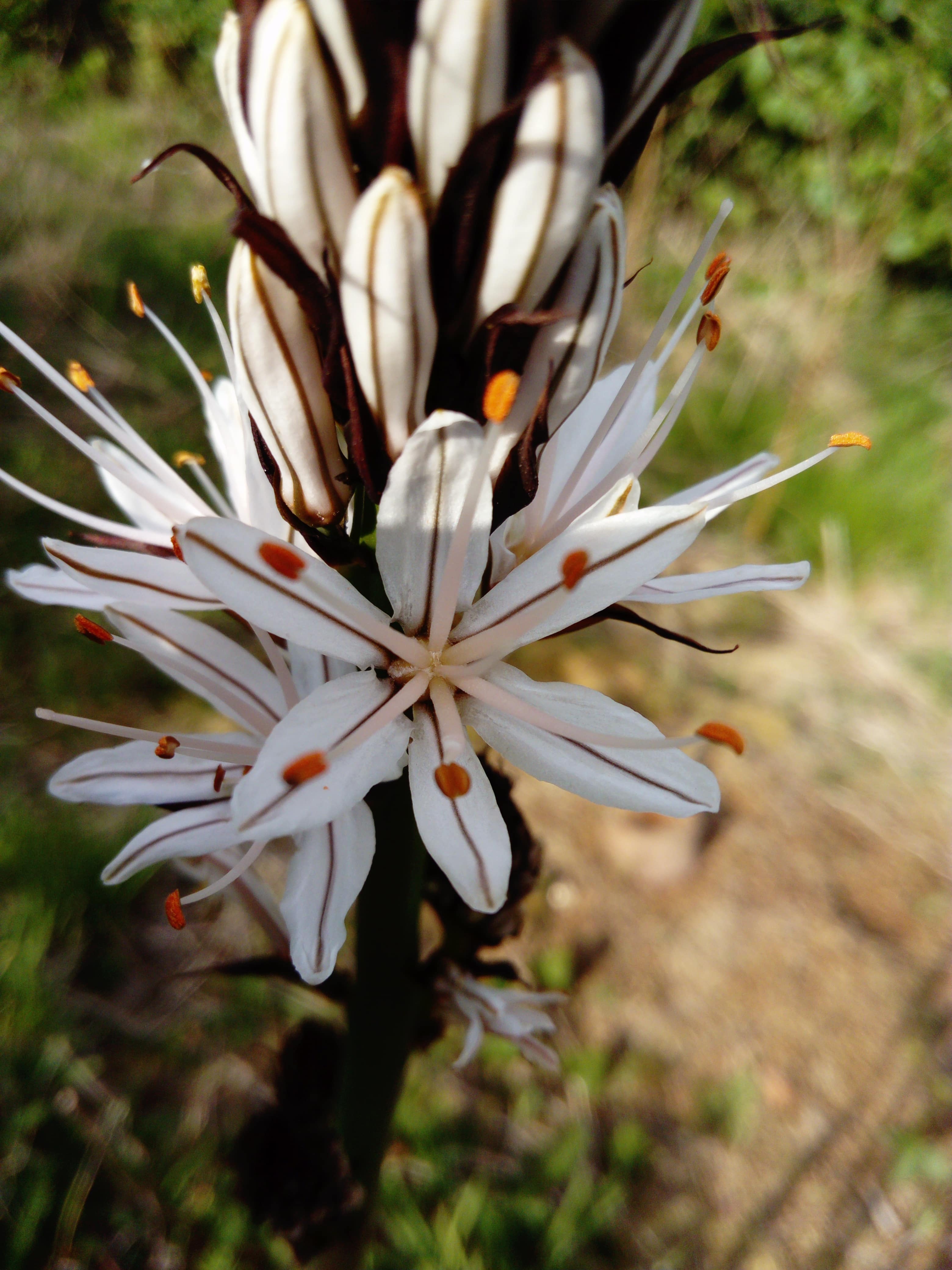 Annexe Asphodèle fleur.JPG