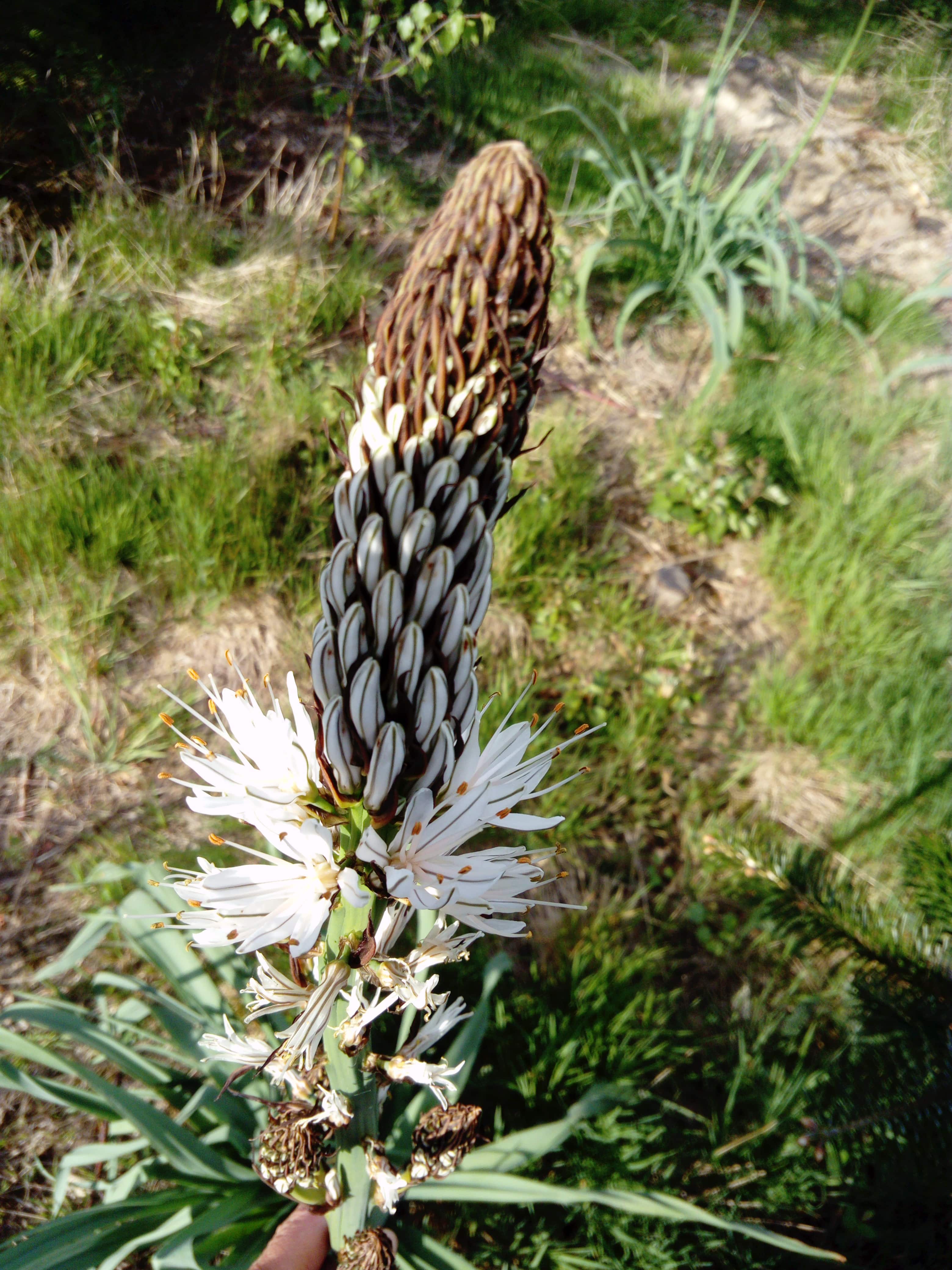 Annexe Asphodèle inflorescence