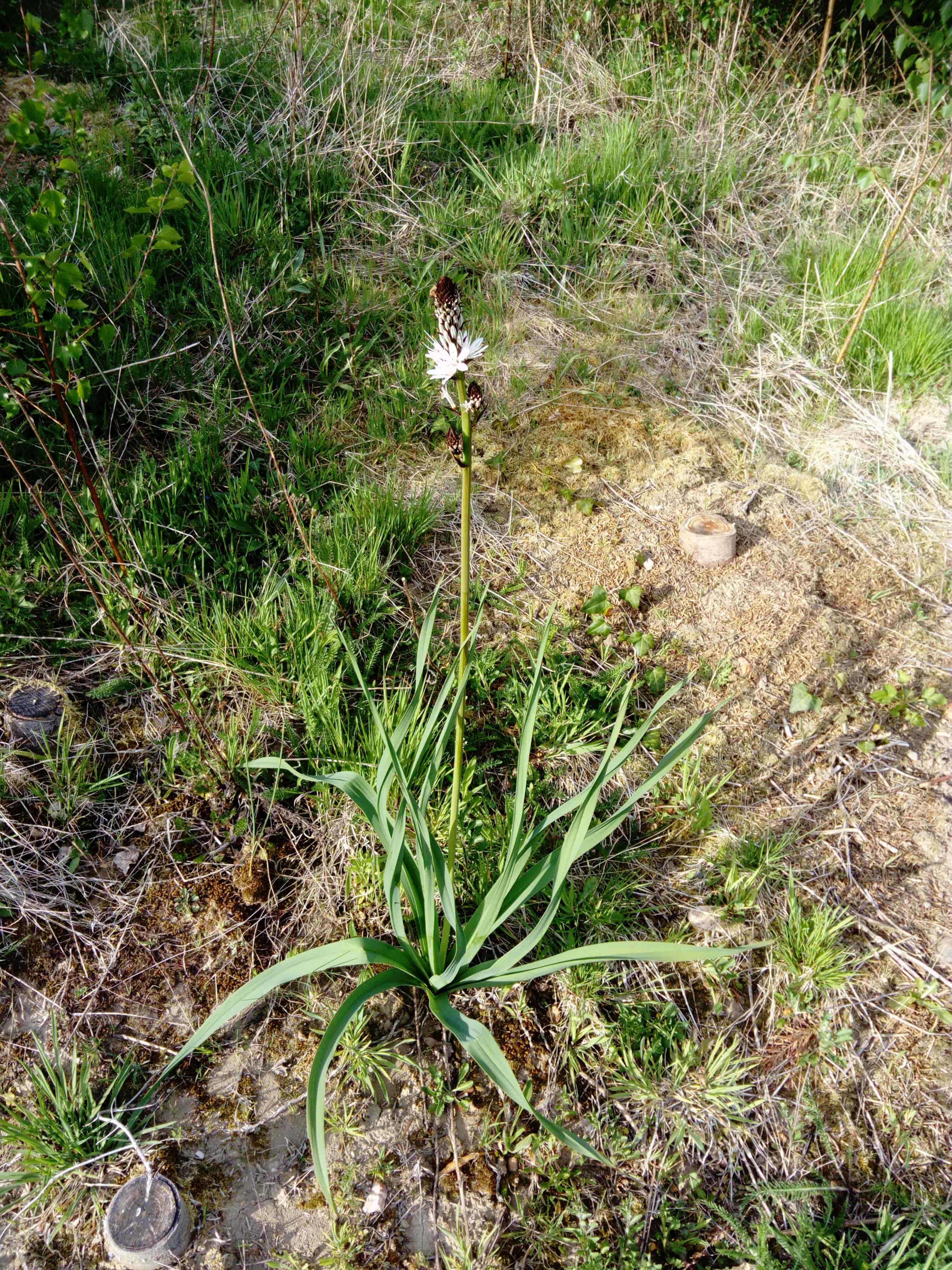 Annexe Asphodèle plante entière