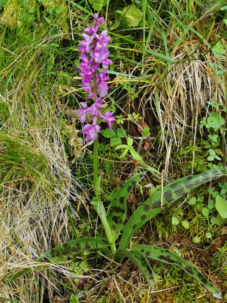 Annexe Inflorescence.jpg