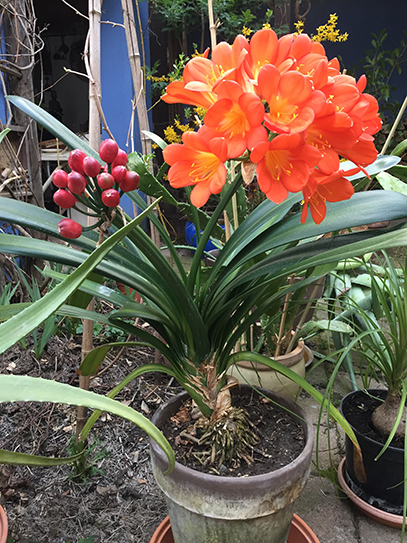 Annexe clivia miniata-petite.jpg