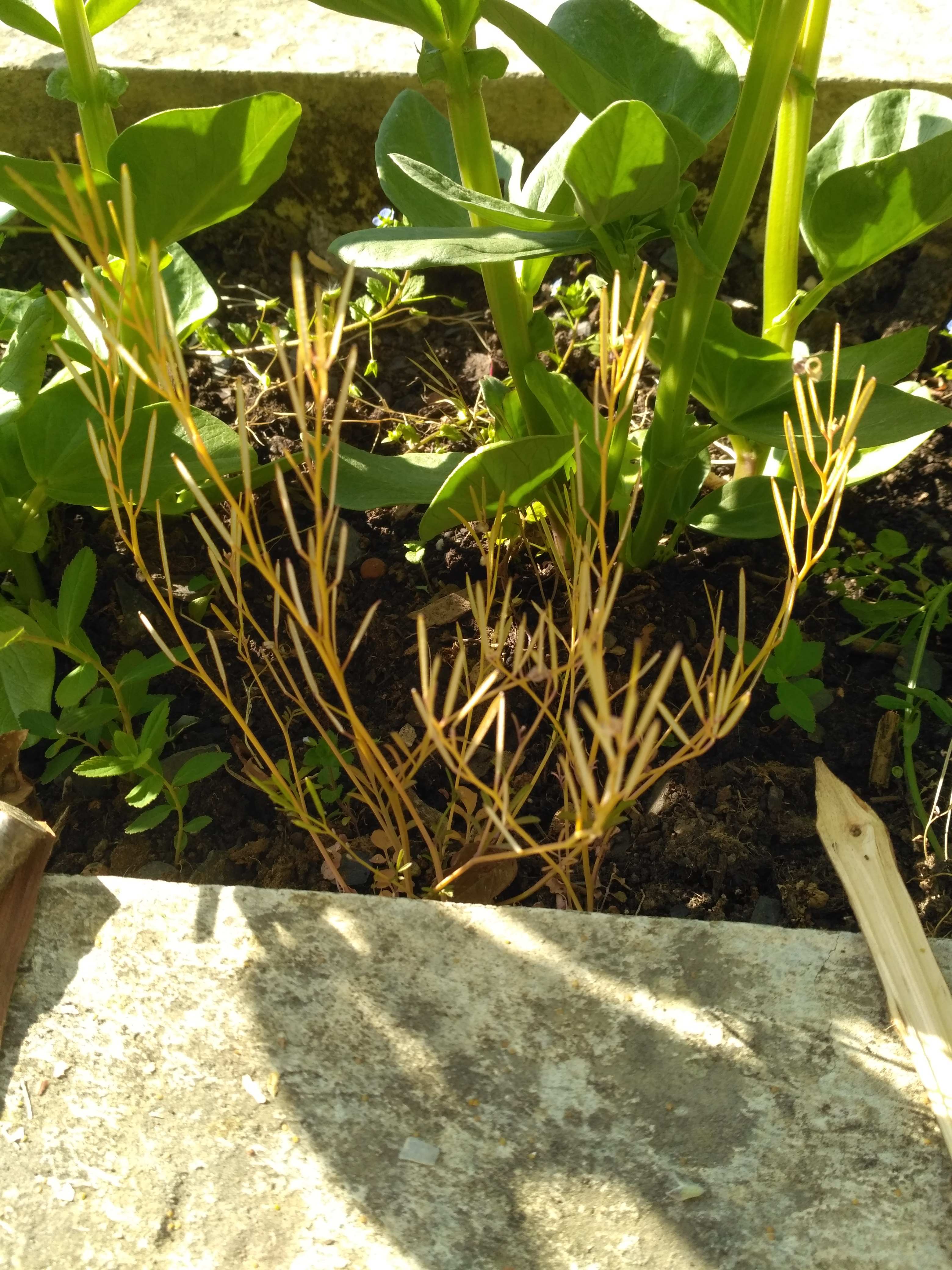 Annexe IMG_20200418_093628.jpg